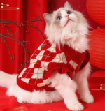 Custom Pet Clothing Wholesale - Image 5