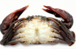 Frozen Specialty Foods - Image 4