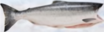 Wild Salmon - Image 4