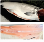Wild Salmon - Image 3