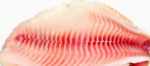 Sashimi-Grade Frozen Tuna – Premium Yellowfin, Bulk Supply for Sushi Restaurants