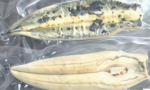 Freshwater Eel (Unagi) – Sashimi-Grade, Frozen for Sushi & Grilled Eel - Image 5