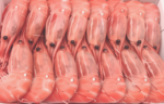 Shrimp - Image 8