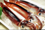 Squid and Octopus - Image 4