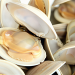 Shellfish – Fresh & Frozen Clams, Mussels, Oysters, Scallops