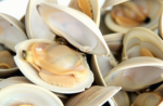 Shellfish – Fresh & Frozen Clams, Mussels, Oysters, Scallops